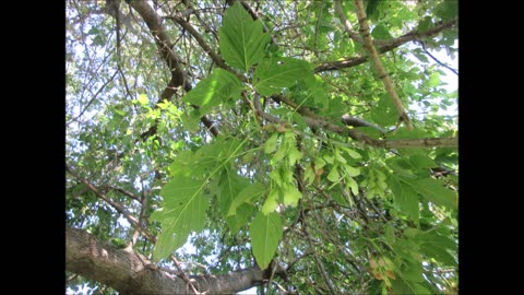Twirling From The Sky Box Elder Tree August 2024
