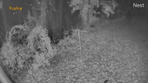 Chose étrange filmée par une caméra de sécurité 🤔