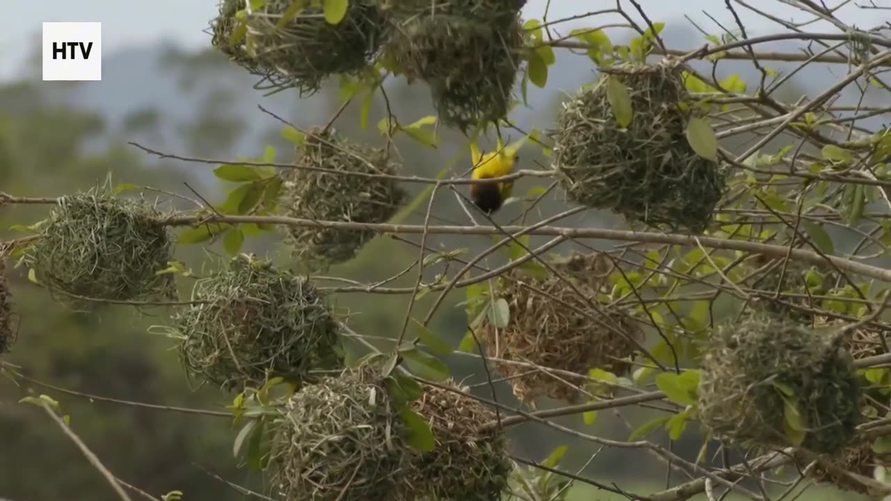 Elephant & African Wildlife #9 – Majestic Giants of Gabon