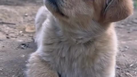Puppy 🐶 #dogs #funny #virraltrending