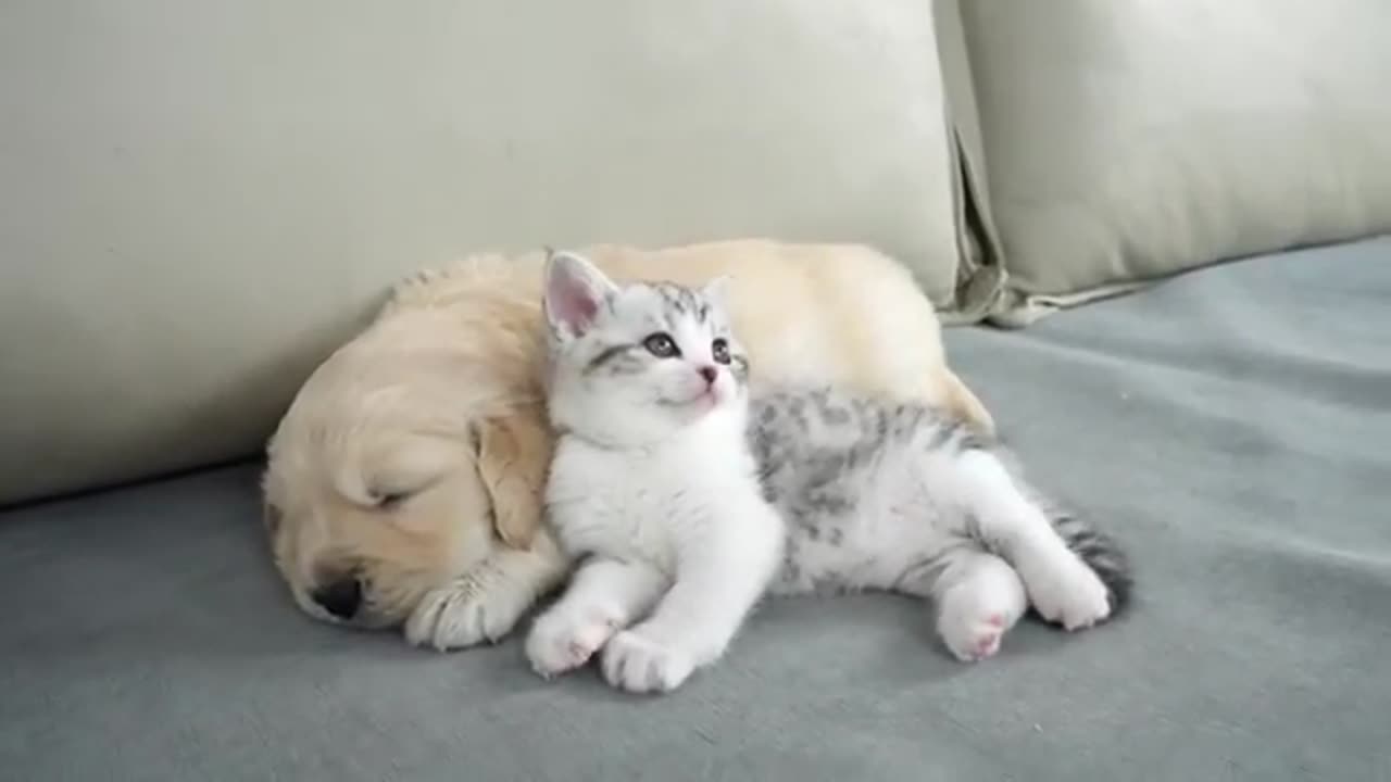 What Does A Kitten Do When He Finds A Sleeping Golden Retriever Puppy