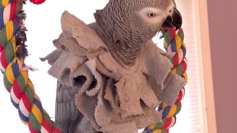 parrot talks nonsense and it’s hilarious 😂🦜