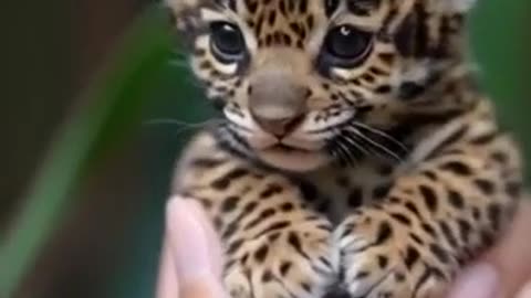 Breathtaking! 😮 Baby Jaguar's First Steps into the Wild — Watch This Grand Adventure!