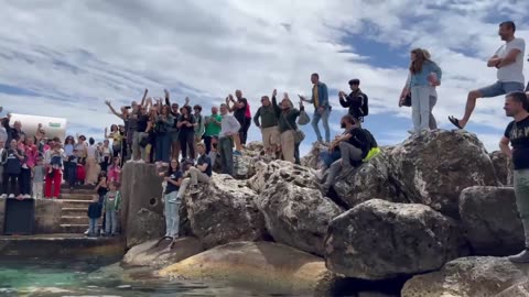 Castro marina: la liberazione di tartarughe caretta caretta ad opera dei volontari di Plastic Free