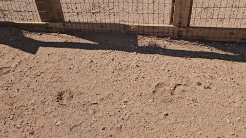 Home protection dog training? I have what you REALLY need!
