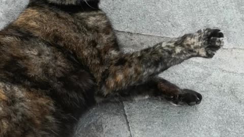 Cats of Greece!