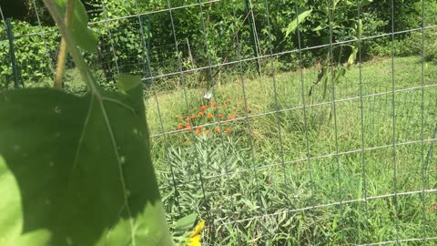 Garden tour Part 2
