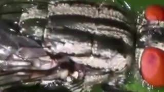 The U.S. drop Flies from airplanes over Southern Texas and Mexico