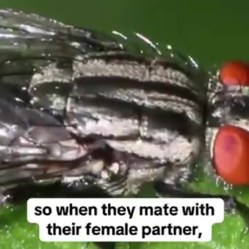 The U.S. drop Flies from airplanes over Southern Texas and Mexico