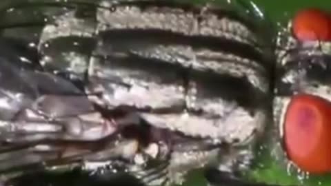 The U.S. drop Flies from airplanes over Southern Texas and Mexico