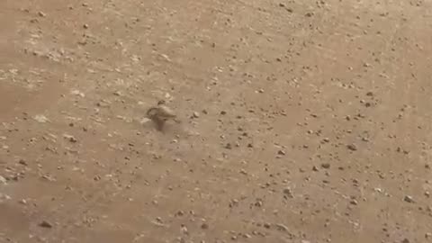Desert iguana 🦎