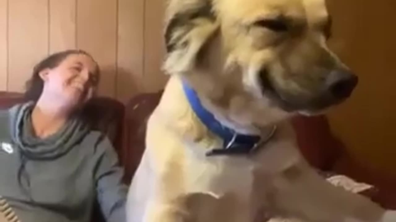 Un perro adoptado lleva la felicidad tatuada en cada pelo
