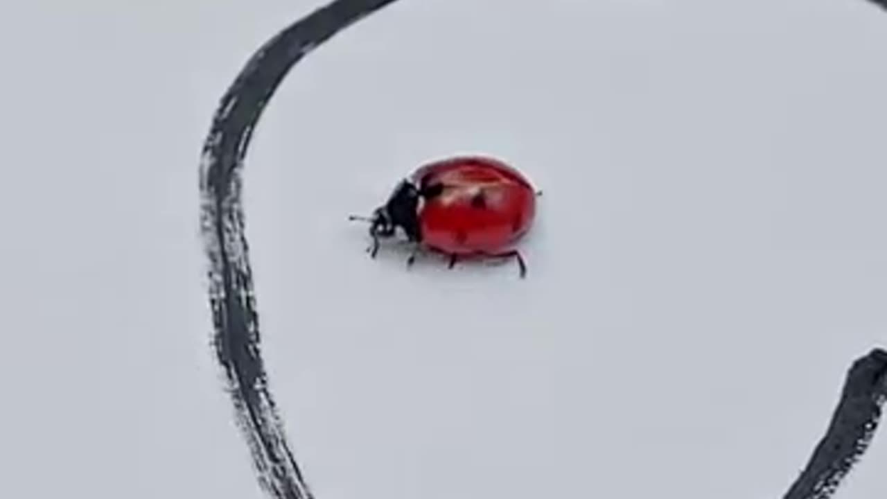 Cats Draw a Magic Fence to Protect a Ladybug… But