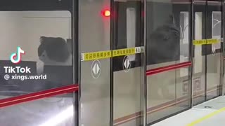 🤣🚇 You Won't Believe Cats' New Subway Station! | FunFM