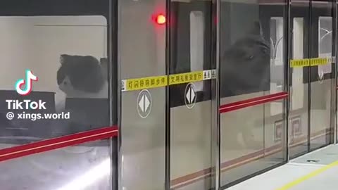 🤣🚇 You Won't Believe Cats' New Subway Station! | FunFM