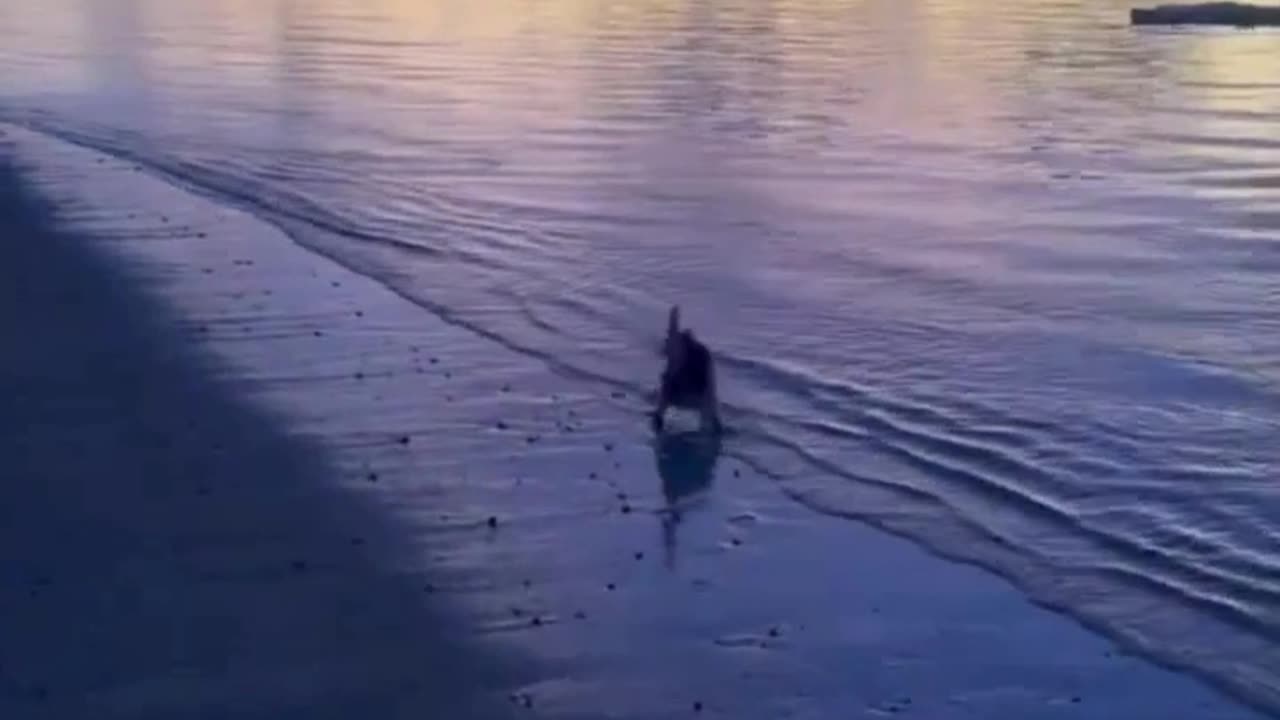Remote Island Surprise: Beach Walk with a Stray Cat! 🐾🏖️