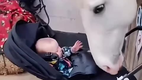 "Horse’s Pure Love for Baby Melts Everyone’s Heart 🐴❤️"