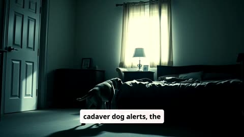 The Wildest Madeleine McCann Theories #Mysteries #CrimeTok #TrueCrime #ColdCase #MissingChildren