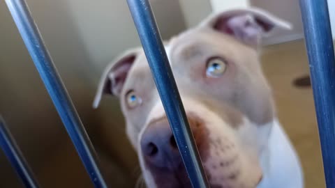 Missy-cream&white 2y A880913 Bingo-B&W 7y A885838 kennel 229 harrys haven PACC shelter20251126845