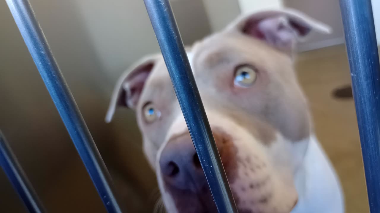 Missy-cream&white 2y A880913 Bingo-B&W 7y A885838 kennel 229 harrys haven PACC shelter20251126845