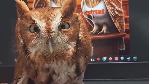 Owl cure