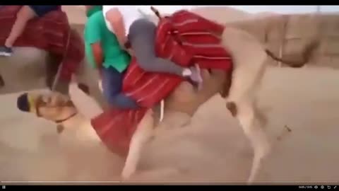 This is just torture for the animal. If you are this big - please don't ride animals