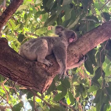 Australian koala 🐨