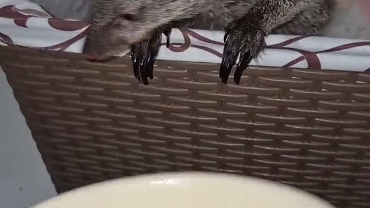 Feeding a Mongoose Pasta