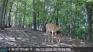 The Woods – 06/23/2025
