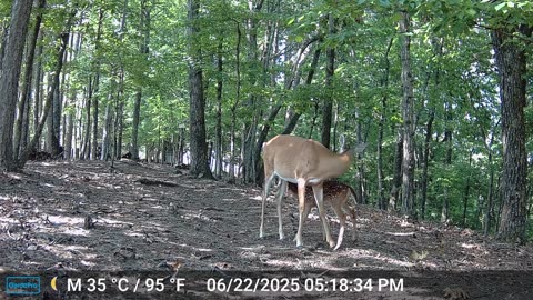 The Woods – 06/23/2025