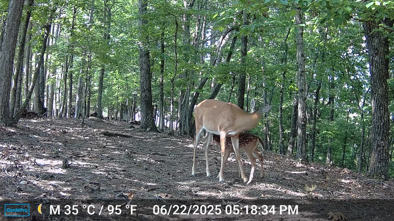 The Woods – 06/23/2025