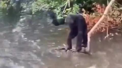 chimpanzee in the pond