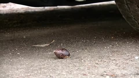 Car Crush Snails