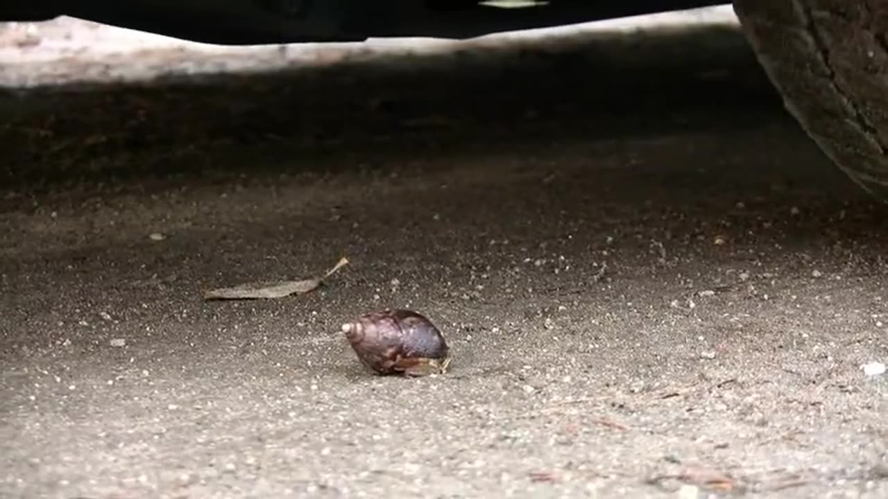 Car Crush Snails