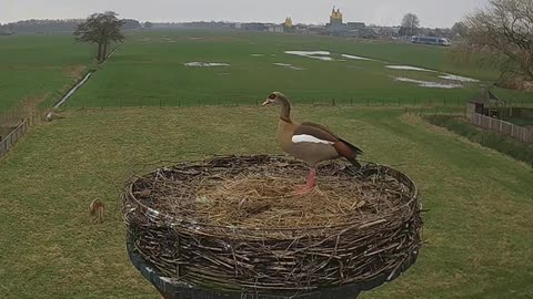 Uninvited guest - Egyptian goose