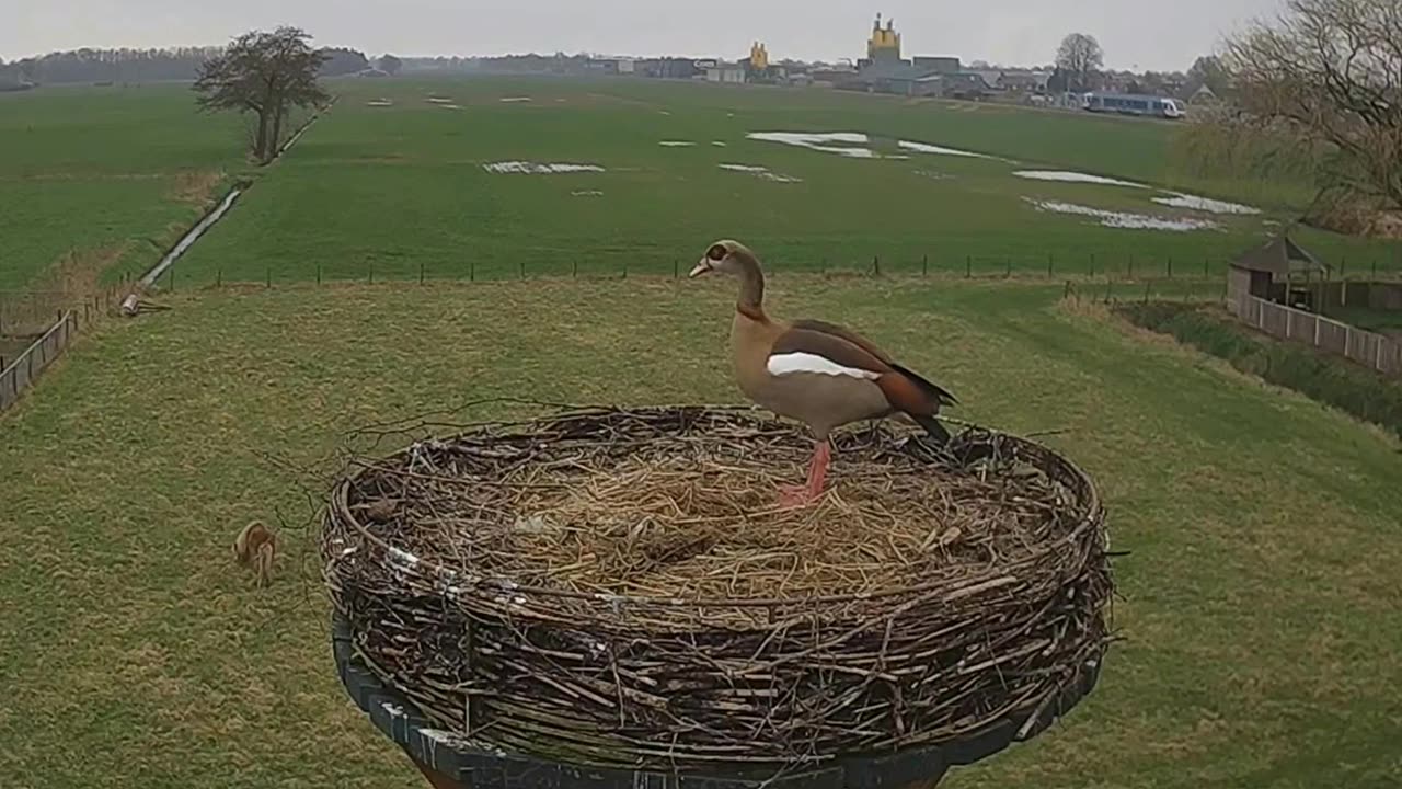 Uninvited guest - Egyptian goose