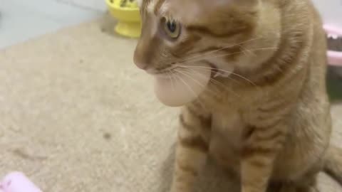 If you are watching this video, know that God has made you the guardian angel of a hungry cat.