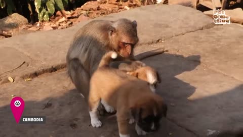 FUNNY Apes Around the World 😂 _ Wild Animals