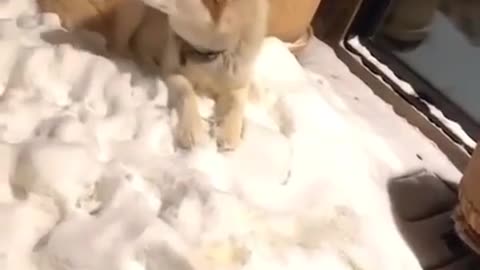 🐺😍 The Cutest Husky Moments Will Melt Your Heart! | FunFM