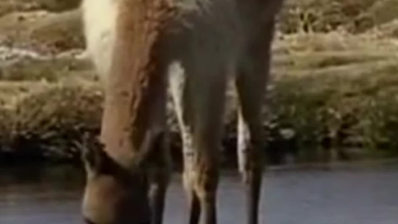 vicuña