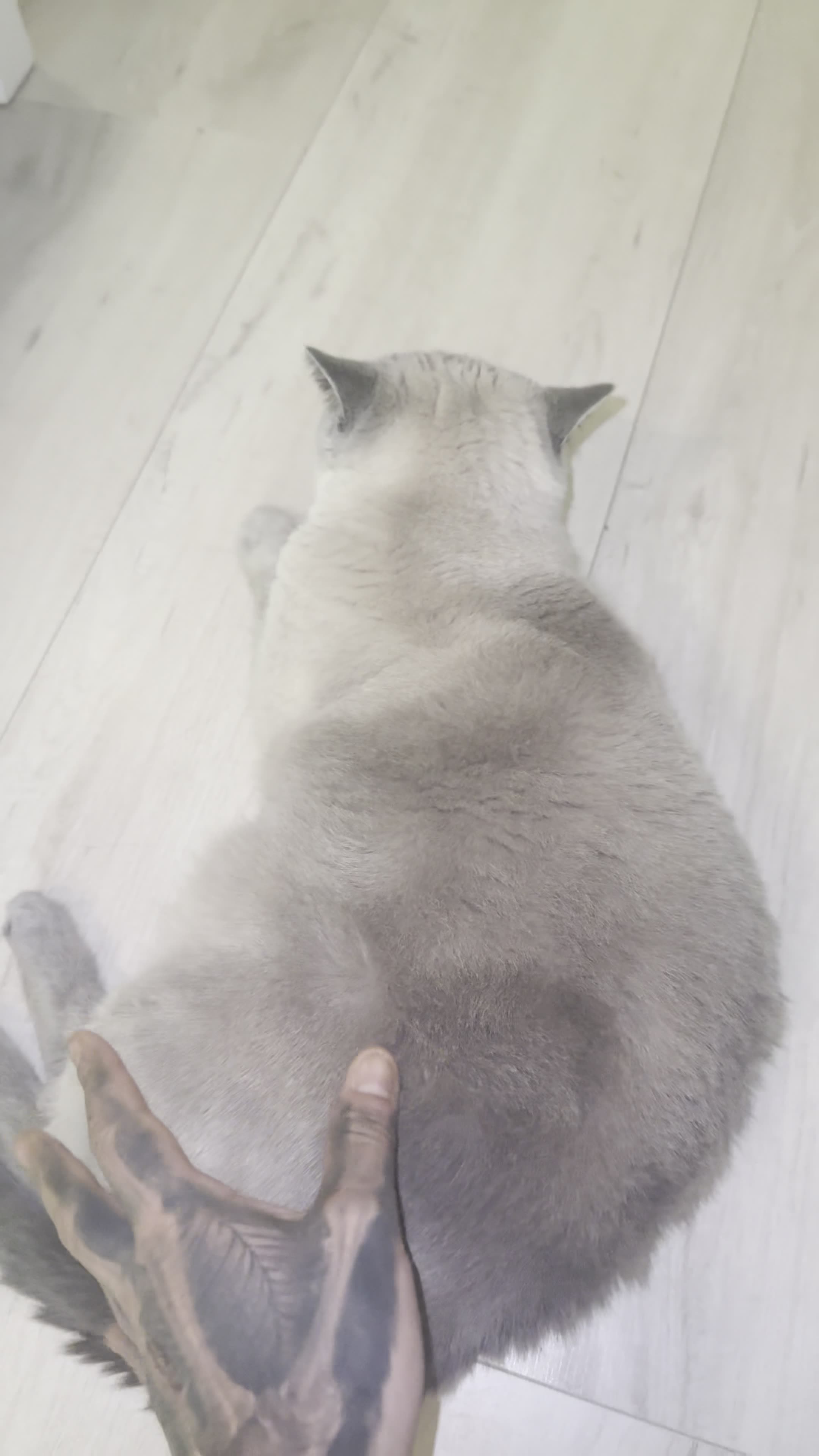 She is Lazy Need Butt Slap
