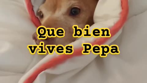 QUE BIEN VIVES PEPA