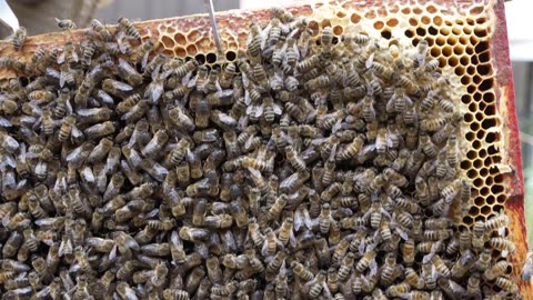 Basic Beehive inspection 05August2025