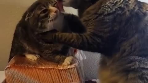 Best Funny Animal Videos😂Funniest Animal Cat& Dog😹