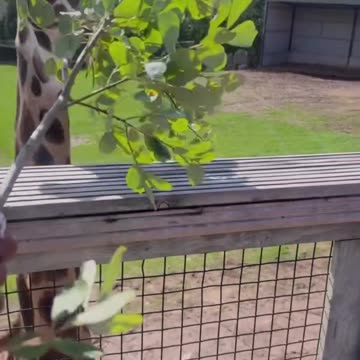 Check out these giraffes 🦒