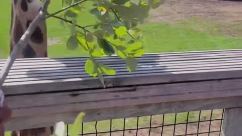 Check out these giraffes 🦒