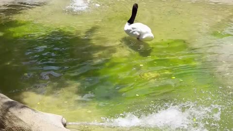 swan
