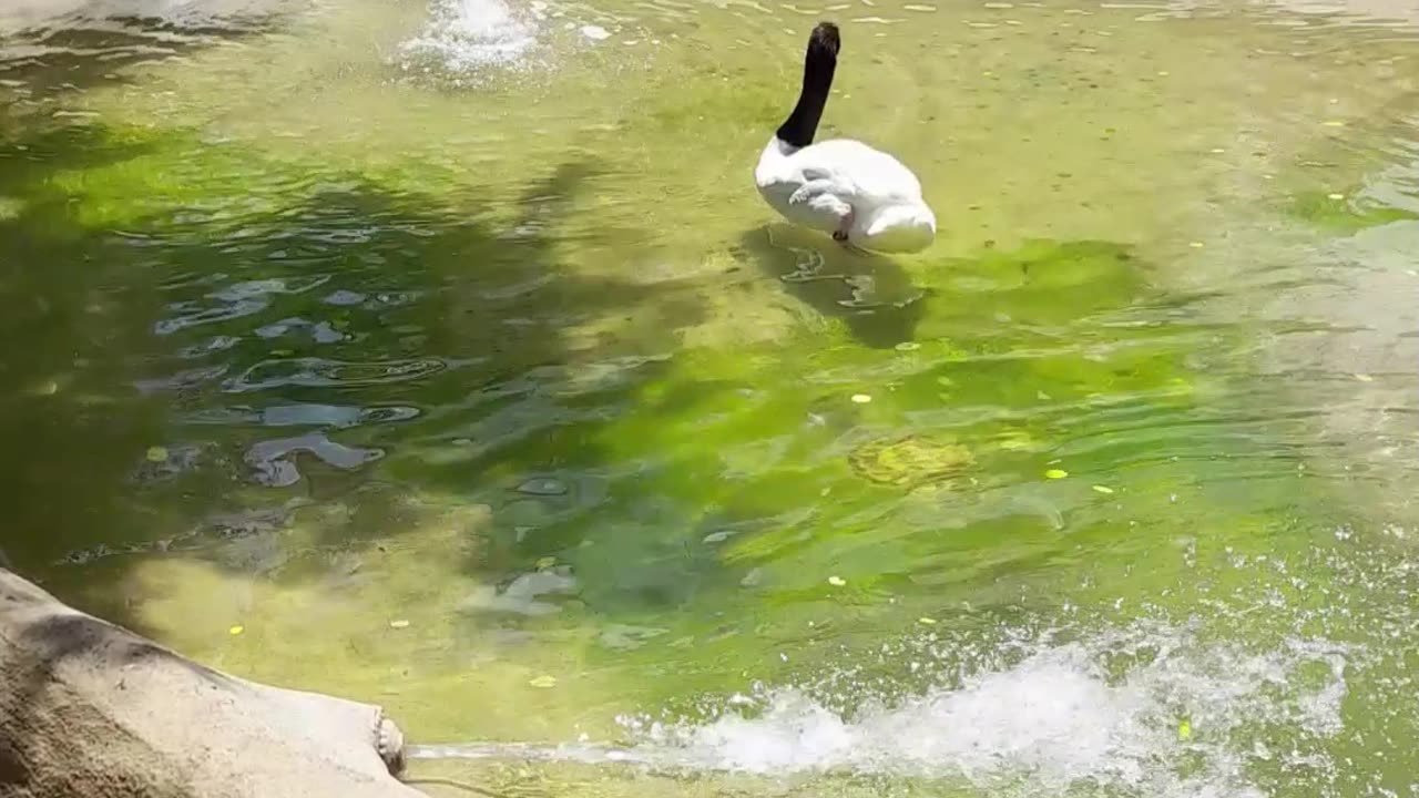 swan