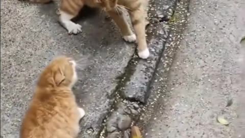 Cat & Dog Compilation