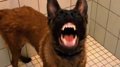 Belgian Malinois - just the cat versions of dogs